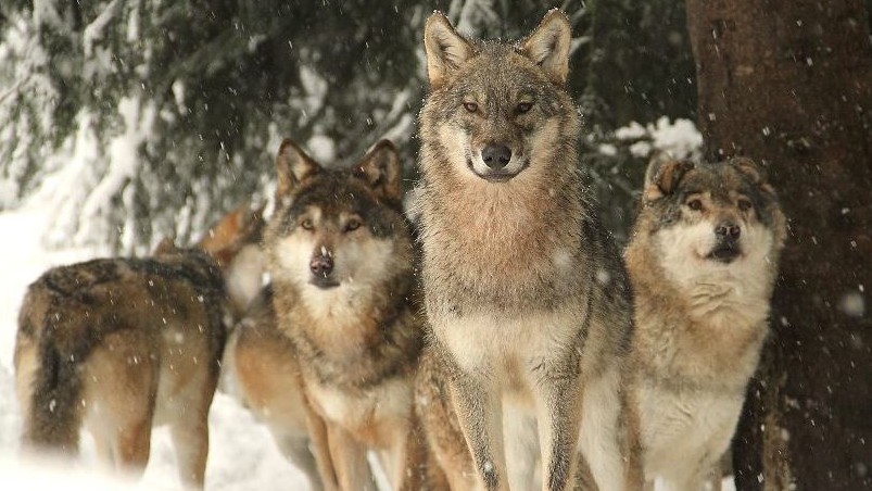 Nice - Les loups du Mercantour