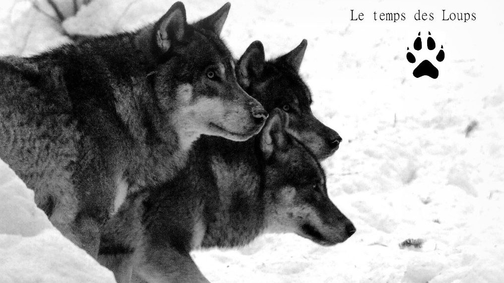 Nice - Les loups du Mercantour
