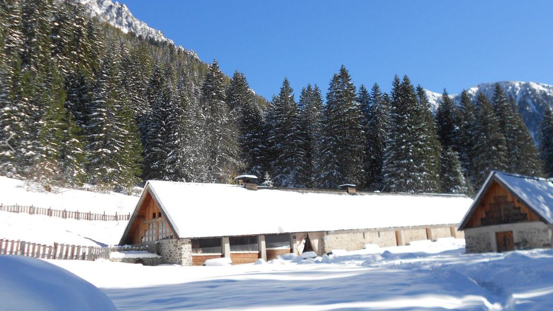 Nice - Les loups du Mercantour