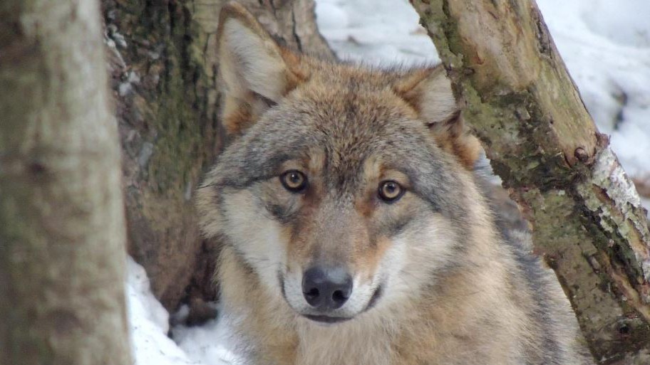 Nice - Les loups du Mercantour