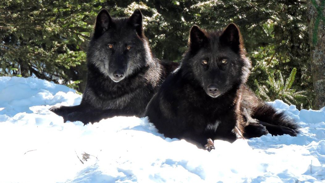 Nice - Les loups du Mercantour