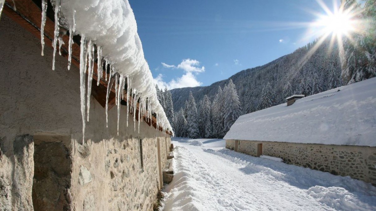 Nice - Les loups du Mercantour