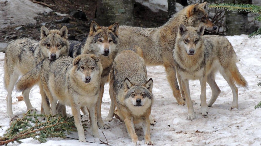 Nice - Les loups du Mercantour