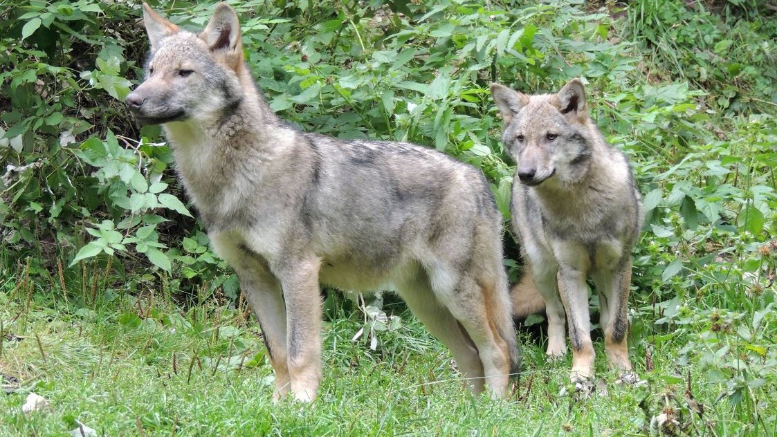 Nice - Les loups du Mercantour