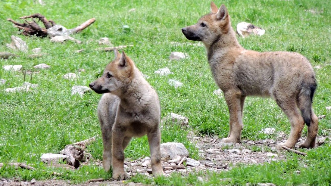 Nice - Les loups du Mercantour