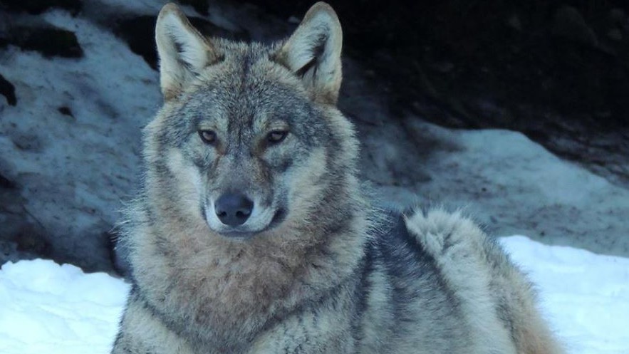Nice - Les loups du Mercantour
