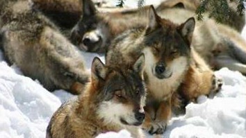 Nice - Les loups du Mercantour