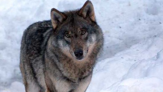 Nice - Les loups du Mercantour