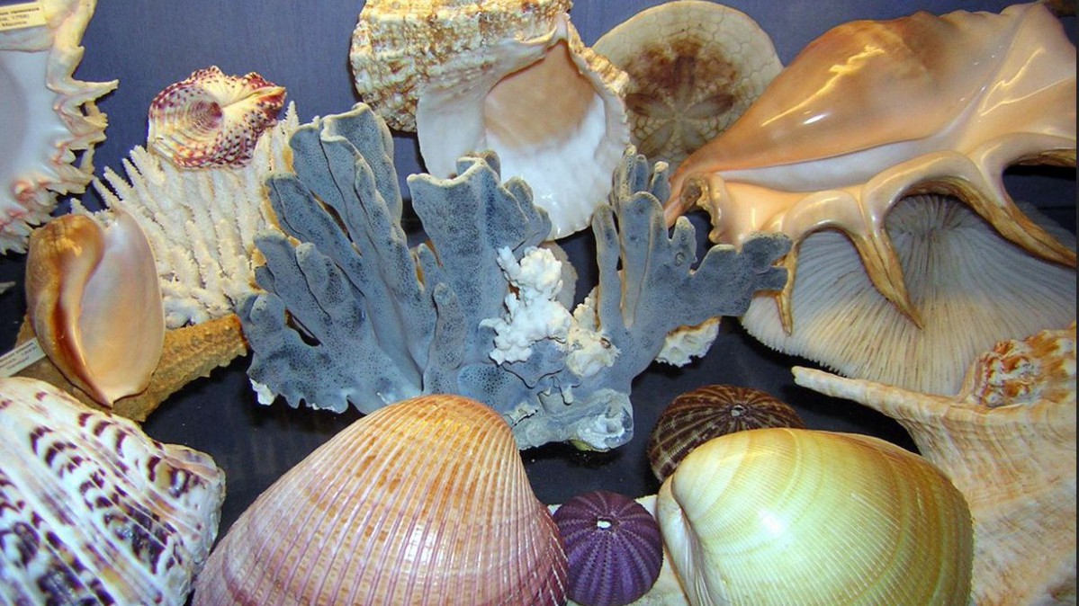 Nice - Musée des coquillages 