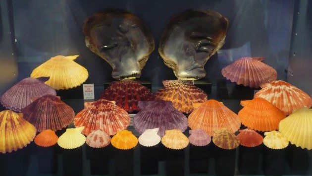 Nice - Musée des coquillages 