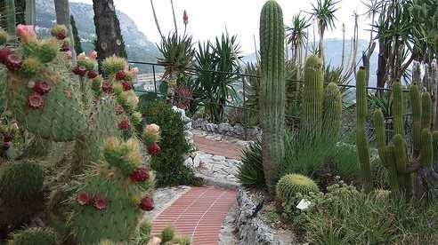 Nice - Jardin Exotique d'Eze